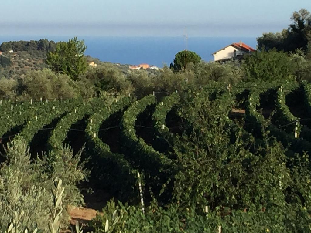 Agriturismo Ada Musso Ss Diano Borello Exteriér fotografie