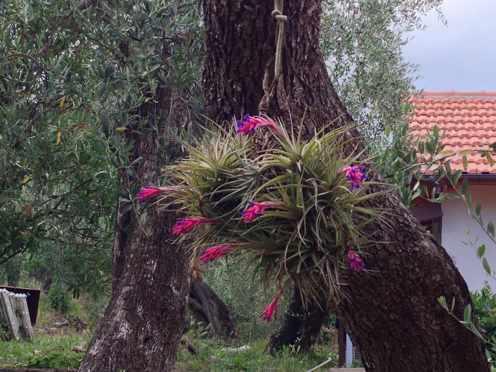 Agriturismo Ada Musso Ss Diano Borello Exteriér fotografie