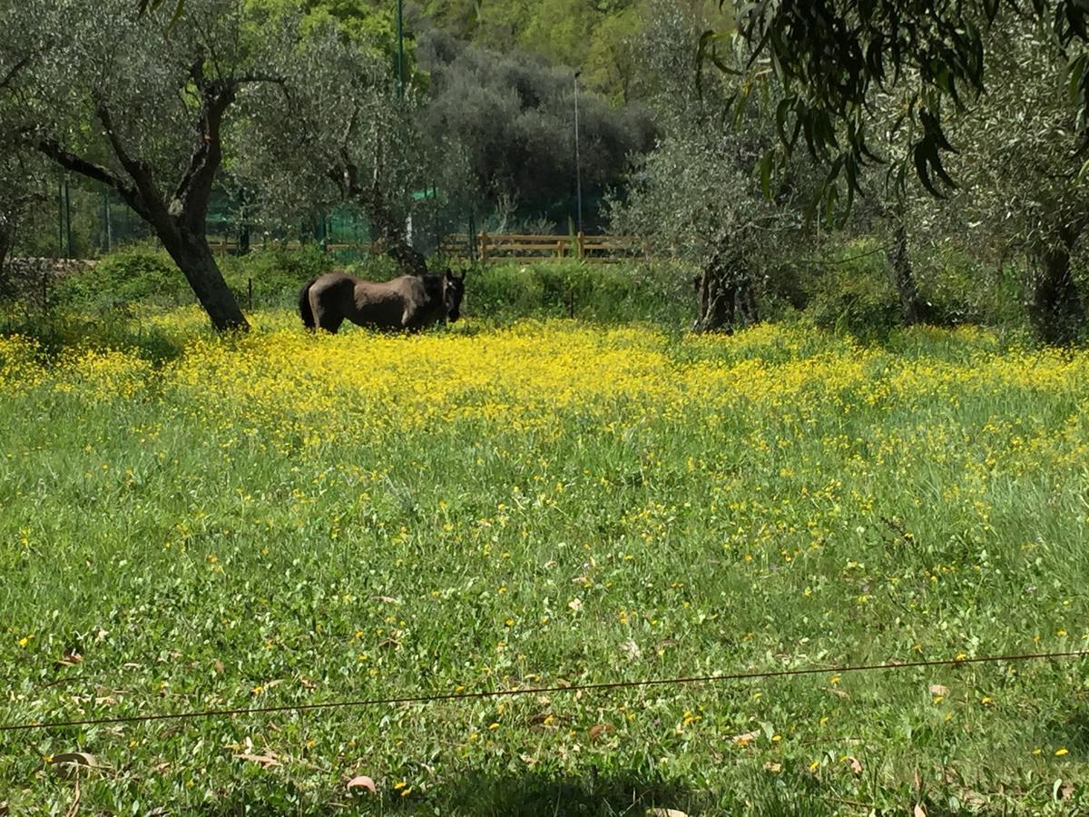 Agriturismo Ada Musso Ss Diano Borello Exteriér fotografie